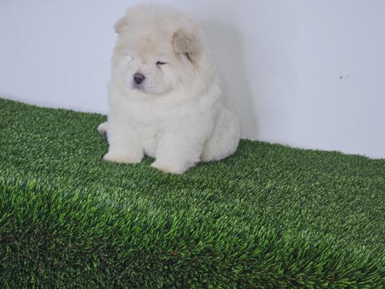 דובוני צאו מושלמים רמה