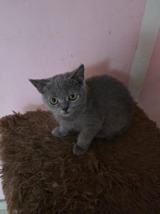 גורים סקוטי בני 3 חודש