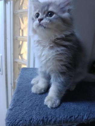 גור סקוטי זכר צבע נדיר