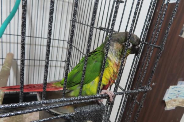 למכירה שני תוכים מסוג גרינציק