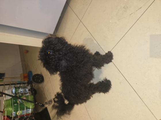 פודל טוי גזעית קטנה בת 11 חודשים