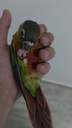 תוכי קוניור גרינצ'יק,האכלת יד בן