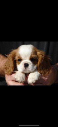 גורים נדירים!!!! ברמה הכי גבוהה