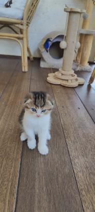 גורים סקוטי פולד