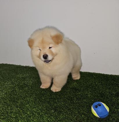 דובוני הכי מושלמים שיש רמה