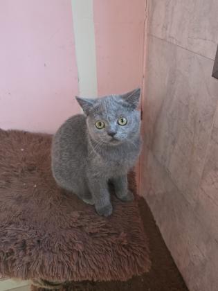 גורים סקוטי בגיל 3 חודש