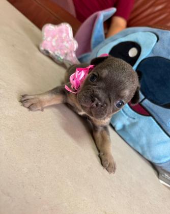 גורי בולדוג צרפתי, נולדו ב