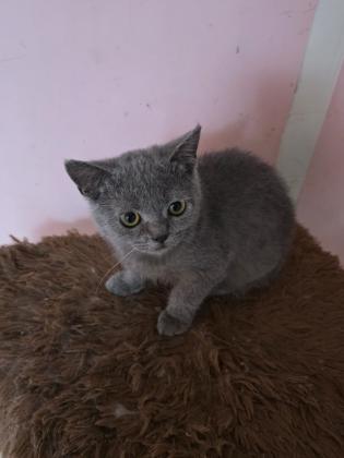 גורים סקוטי בני 3 חודש