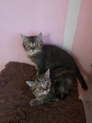 גורים סקוטי בגיל 3 חודש