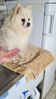 כלבת פומרניאן בת 3 וחצי