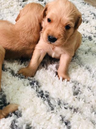 ✨ למכירה – גורי גולדן