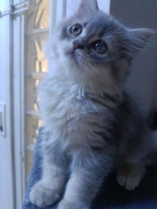 גור סקוטי זכר צבע נדיר