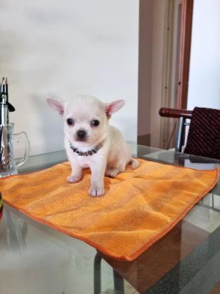 גורת צ'יוואווה, נקבה, תאריך לידה