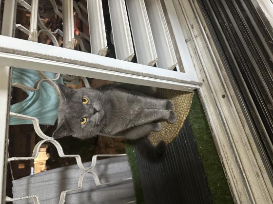 זכר בריטי יפייפה בעל ניסיון