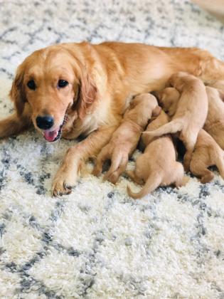 ✨ למכירה – גורי גולדן