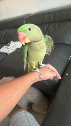 אלכסנדרון זכר בדוק מין בן