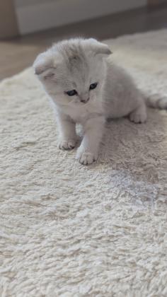 "את לא בוחרת בגור – הוא זה שבוחר בך