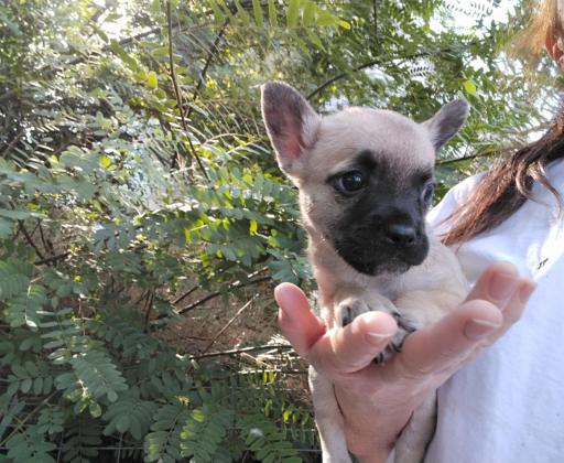 גורי בולדוג צרפתי מעורבים, בני