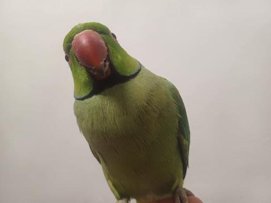 תוכי דררה לא נושך האכלת יד עם כתר בצוואר