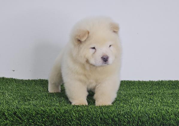 רמה מאוד גבוה דובוני צאו