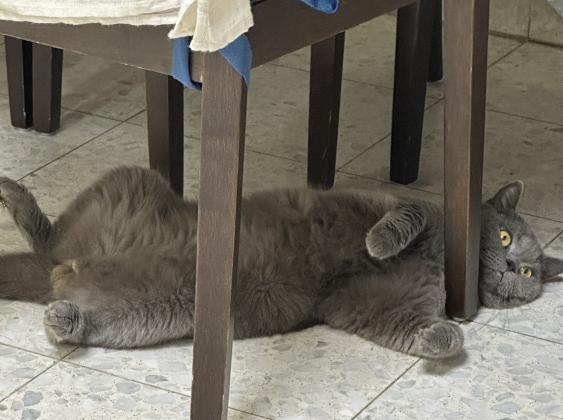 זכר בריטי יפייפה בעל ניסיון