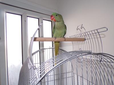 אלכסנדרין חברותי מאוד בן 7