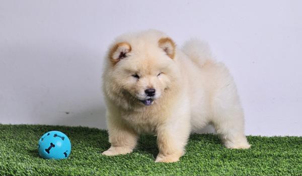 דובוני צאו צאן מהסוג הננסי