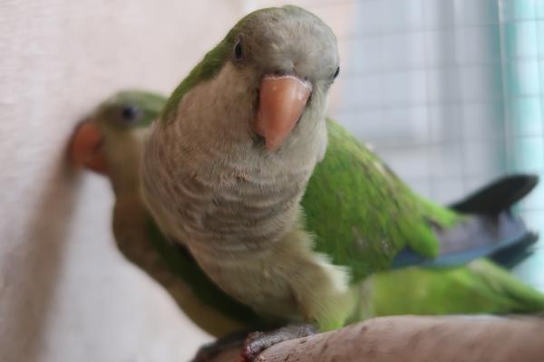 שני תוכים קוואקר חמודים בני