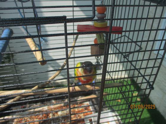 קוניור גרינצ'יק , ילו סיידד