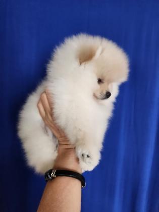 גור פומרניאן בן חודשיים, צבע