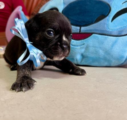 גורי בולדוג צרפתי, נולדו ב