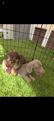 *נותרו גורים אחרונים* גורי תחש