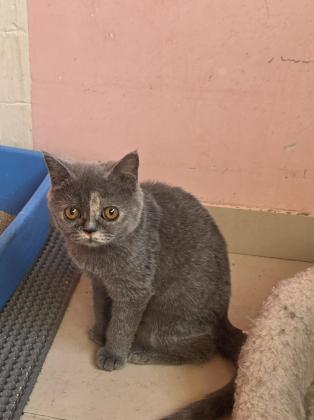 נישארו 2 גורות בריטי בת חצי שנה