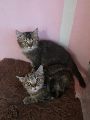 גורים סקוטי בגיל 3 חודש