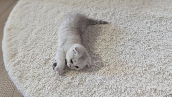 "את לא בוחרת בגור – הוא זה שבוחר בך