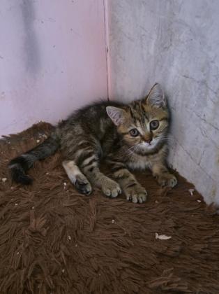 גורים סקוטי בני 3 חודש