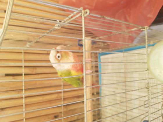 תוכי קוניור אננס האכלת יד