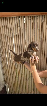 *נותרו גורים אחרונים* גורי תחש