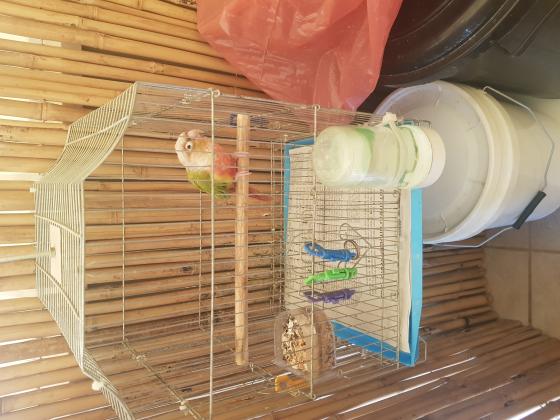 תוכי קוניור אננס האכלת יד