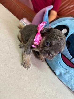 גורי בולדוג צרפתי, נולדו ב