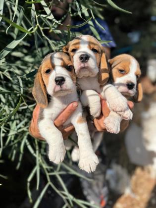 גורים מתוקים מסוג ביגל בגיל