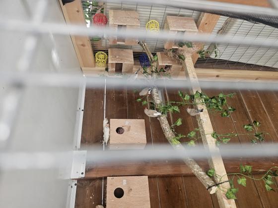 למכירה 2 להקות עובדים אש