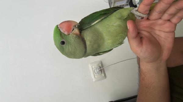 אלכסנדרון זכר בדוק מין בן