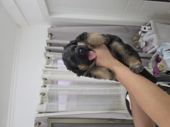 גור של רועה גרמני בן