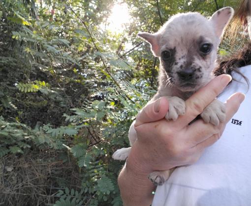 גורי בולדוג צרפתי מעורבים, בני