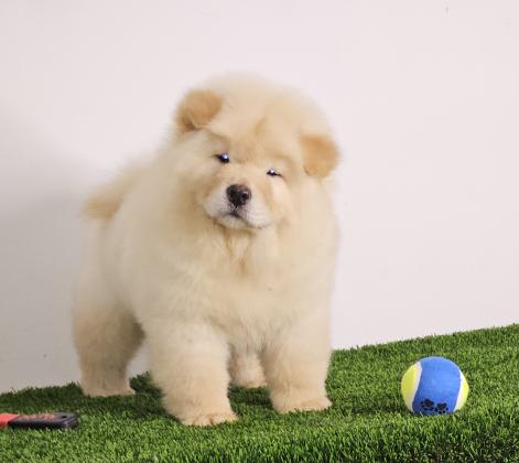 דובוני הכי מושלמים שיש רמה