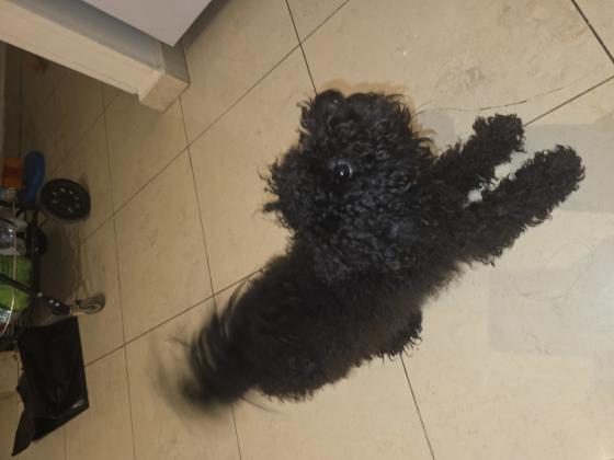 פודל טוי גזעית קטנה בת 11 חודשים