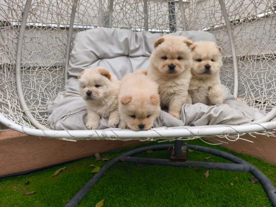 גורי צאו זכרים ונקבות