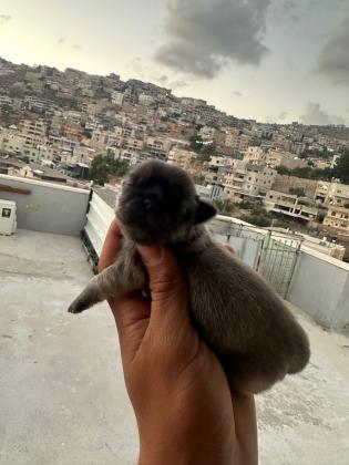 גורי פקינז לשריון,יש זכרים ונקבות