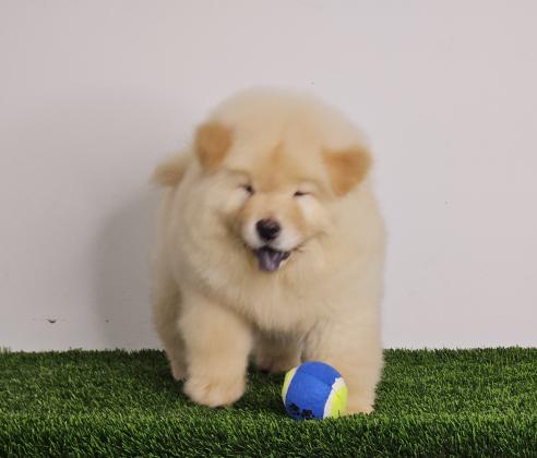 דובוני הכי מושלמים שיש רמה